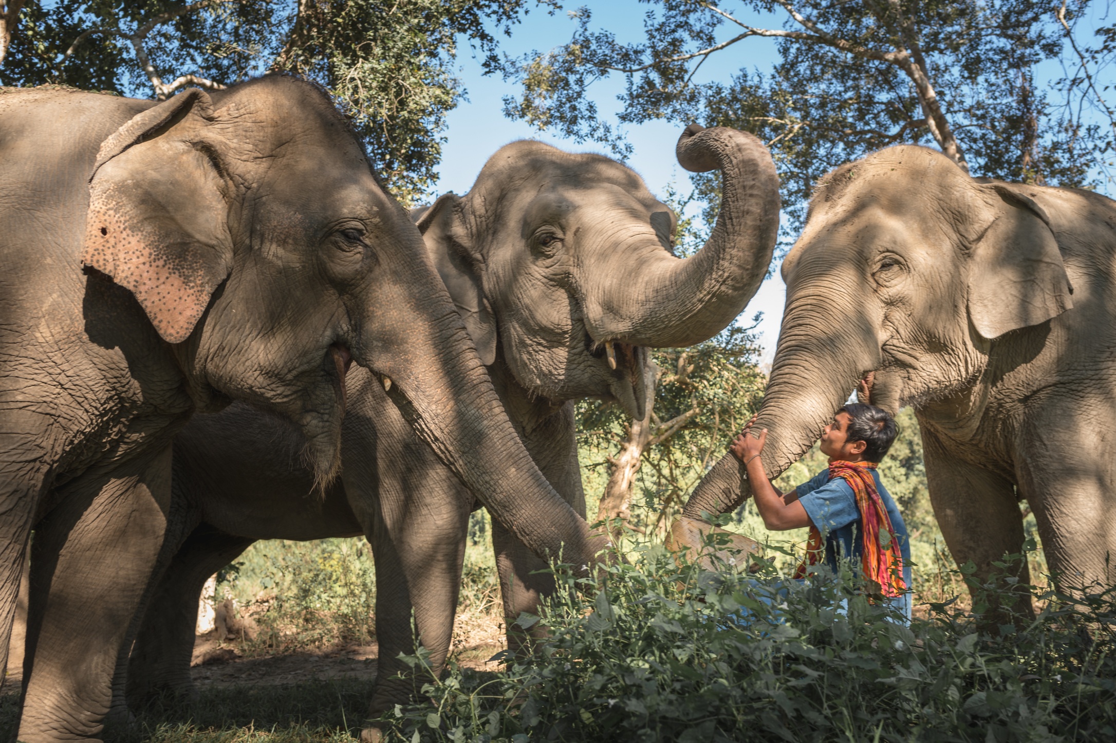 Elephants and a man.